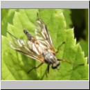 Rhagio notatus - Schnepfenfliege m01.jpg